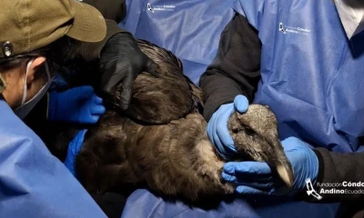 Al cóndor le realizó un chequeo médico completo, incluyendo radiografías, toma de muestras sanguíneas e hisopados / Foto: cortesía Fundación Condor Andino