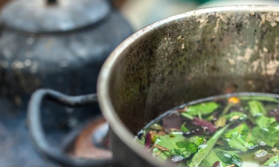 Ayahuasca, la bebida indígena que alimenta las neuronas / Foto: Shutterstock