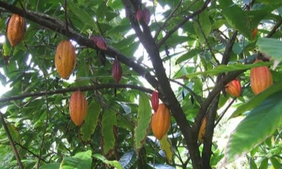 En el último mes, el precio del cacao logró un repunte de 12,58 % / Foto: cortesía Ntbg