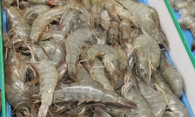 Entre enero y septiembre, las ventas externas de camarón alcanzaron $ 6.204 millones / Foto: cortesía