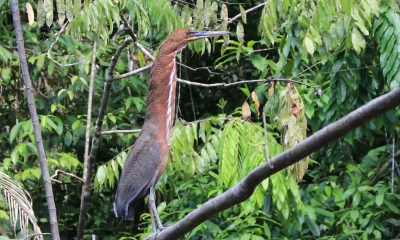 La deforestación afecta a diversas especies en Sucumbíos. / Foto: El Oriente