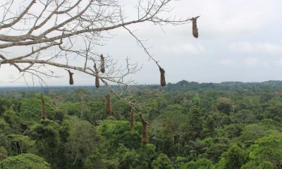 Los estudios han demostrado que la deforestación está directamente relacionada con el aumento de las denominadas enfermedades tropicales desatendidas / Foto: El Oriente