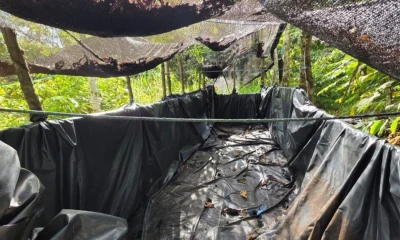 El hallazgo se produjo en el sector Juan Montalvo, parroquia Dureno / Foto: cortesía Ejército Ecuatoriano