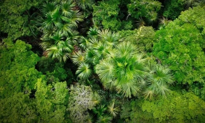 La coordinación entre sectores busca fortalecer la protección de los bosques y promover el desarrollo sostenible en zonas vulnerables/ Foto: corteía