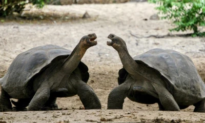 WWF plantea la creación del Servicio Nacional de Áreas Protegidas / Foto: EFE