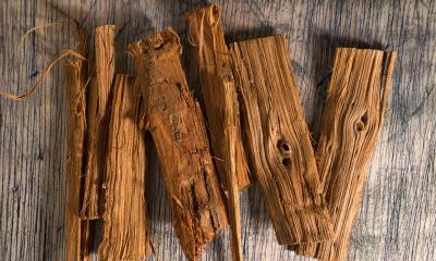 Es muy utilizada como medicina por los indígenas kichwas de la Amazonía ecuatoriana / Foto: cortesía