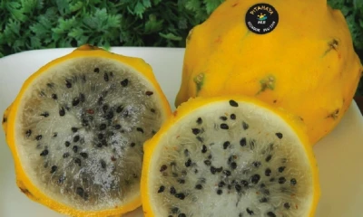 La pitahaya se abre nuevos mercados y conquista Miami / Foto: cortesía