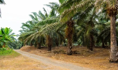 En 2025, las exportaciones del sector alcanzaron 184.700 toneladas y generaron USD 229,1 millones / Foto: cortesía