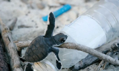 Principales noticias de Ecuador hoy - 14 de mayo de 2024 / Foto: cortesía WWF