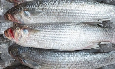 Los científicos examinaron ejemplares adquiridos en mercados de la provincia de Esmeraldas / Foto: cortesía