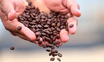 Un café con identidad amazónica busca conquistar los mercados locales y extranjeros / Foto: cortesía Atasim Coffee