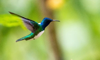 Quito, un paraíso para el avistamiento de aves y el ecoturismo / Foto: EFE