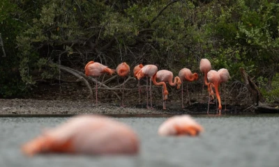 El conteo de flamingos se realizó en las lagunas del archipiélago durante el censo 2025 / Foto: cortesía MAE