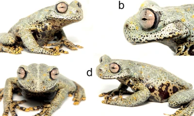 Una rana fue descubierta en Río Negro-Sopladora y llevará el nombre de J.R.R. Tolkien / Foto: EFE