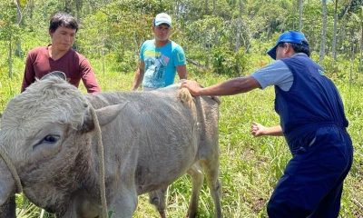 A través de actividades, los ganaderos desarrollan sus habilidades, en lo que se refiere a la sanidad animal / Foto: cortesía ministerio de Agricultura