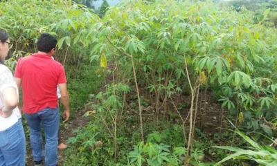 ENSEÑANZA. El cacao fino de aroma es la especialidad en este sector amazónico. (Foto: Santa Rita, la ruta del cacao). Foto: La Hora