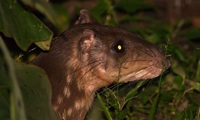 El impacto de esta actividad sobre la biodiversidad es significativo / Foto: cortesía INaturalist Ecuador
