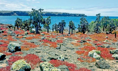 La regeneración de esta especie se llevó a cabo en la isla Plaza Sur / Foto: cortesía Parque Nacional Galápagos