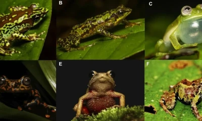 Las ranas del género Atelopus habitan principalmente en ecosistemas de agua limpia y vegetación conservada / Foto: cortesía