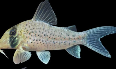 Este pez destaca no solo por su apariencia, sino también por su singular coloración amarillo-verdosa / Foto: cortesía 