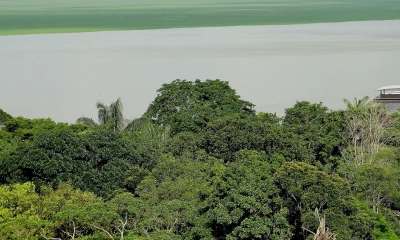 Científicos alertan que la Amazonía está próxima a entrar en un "catastrófico" punto de no retorno / Foto: EFE