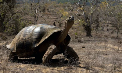 Cuatro nuevos virus fueron descubiertos en las tortugas gigantes de Galápagos / Foto: cortesía Fundación Charles Darwin