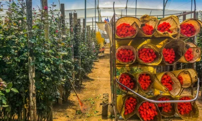 El sector florícola será el primero de Ecuador en convertirse en carbono neutro / Foto: Shutterstock