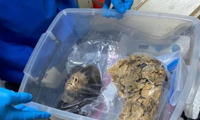 Policía recupera una tzantza que estaba en Estados Unidos / foto cortesía Policía Nacional