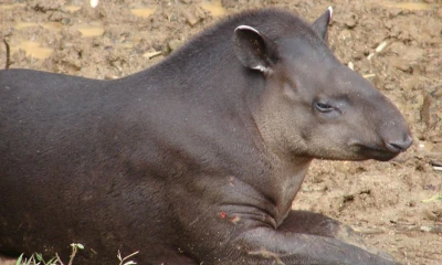 Inabio manifestó que la participación en este foro internacional permitió visibilizar el trabajo científico realizado en Ecuador / Foto: cortesía Bioweb Ecuador
