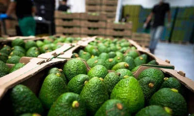 Ecuador continúa consolidando su liderazgo mundial en la producción y exportación de alimentos orgánicos / Foto: cortesía Cámara Marítima del Ecuador