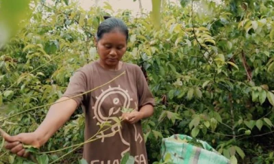 La guayusa es una hierba que crece de forma natural en la Amazonía. (Foto: cortesía de Universidad Regional Ikiam)