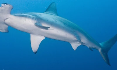 Ecuador tiene una nueva reserva marina / Foto: cortesía Ministerio de Ambiente