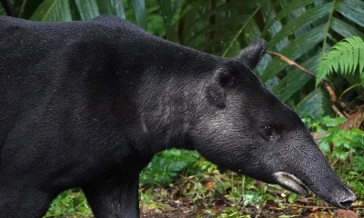 También conocidas como tapires, son reconocidas como las “jardineras de los bosques”.