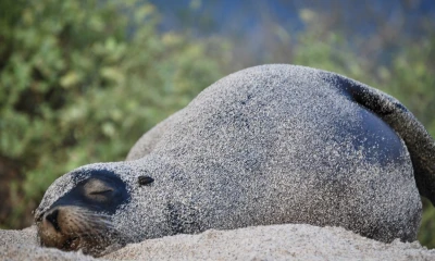 La información lo dio a conocer el Centro de Ciencia de Galápagos  / Foto: EFE