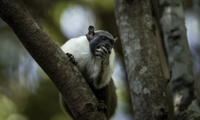 El avance inexorable de la ciudad de Manaos, en Brasil, ha dejado a este macaco, aislado entre la selva de cemento que crece a su alrededor/ Foto: cortesía EFE