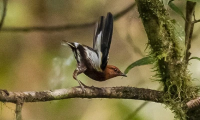 Ecuador alberga más de 1.700 especies de aves y eso lo hace "un destino ideal para los observadores de aves" / Foto: EFE