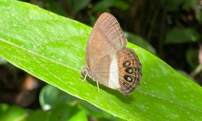 El nombre de la especie, xenikos, proviene del griego antiguo y significa extraño o foráneo / Foto: EFE 