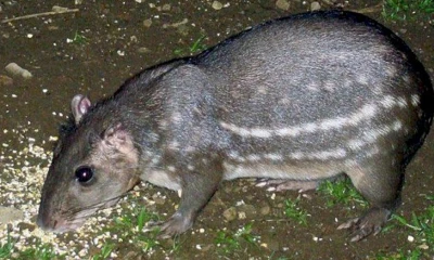 Este estudio plantea interrogantes sobre el papel ecológico de la paca de montaña / Foto: cortesía 