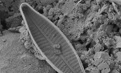 Hallan nuevas especies de algas en glaciares del volcán Antisana / Foto: EFE