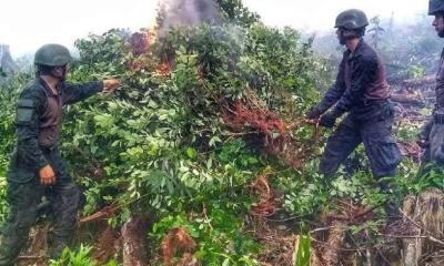10 mil plantas de coca fueron localizadas y destruidas en Sucumbíos / Foto: cortesía Ejército