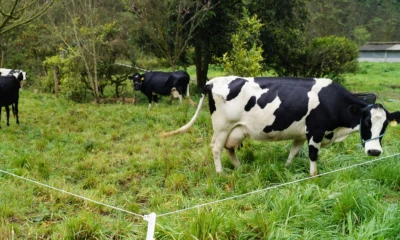 La apertura de este mercado se suma a la exportación de carne bovina que Ecuador logró concretar con Egipto / Foto: cortesía Ministerio de Agricultura