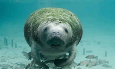 Wildlife Conservation Society (WCS) determinó hace 4 años que quedaban 150/ Foto: Cortesía Pixabay