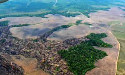 Desde 2001 la región ha perdido más de 110.000 hectáreas de bosque anuales / Foto: cortesía 