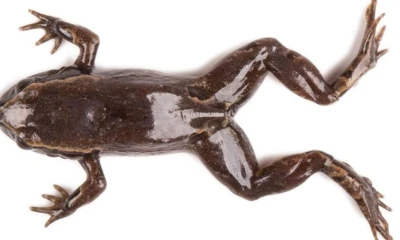 La rana 'DiCaprio' está presente en el Bosque Montano Occidental de la provincia de El Oro / Foto: cortesía PUCE