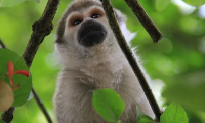 Unos 600 científicos participan en Congreso sobre primates en Quito / Foto: El Oriente
