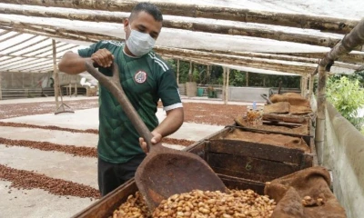 Para Ecuador los ingresos por exportaciones de cacao representan un beneficio económico significativo / Foto: cortesía Cámara Marítima de Ecuador