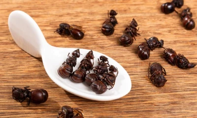 Estas hormigas son ricas en proteínas, omega-3, hierro y antioxidantes / Foto: cortesía El Espectador