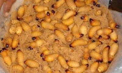 El chontacuro es considerado un “superalimento” para combatir el hambre  / Foto:cortesía