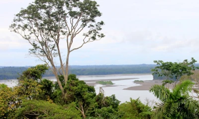 En una superficie de diez kilómetros cuadrados del Yasuní hay más especies de ranas que en todo Estados Unidos y Canadá combinado / Foto: El Oriente 