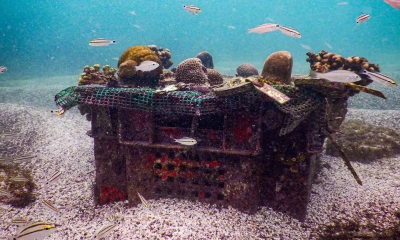 Se espera que dicho vivero, que está instalado en Bahía Academia, ubicada en Santa Cruz, contribuya a la restauración de uno de los ecosistemas marinos más frágiles que existen / Foto: EFE